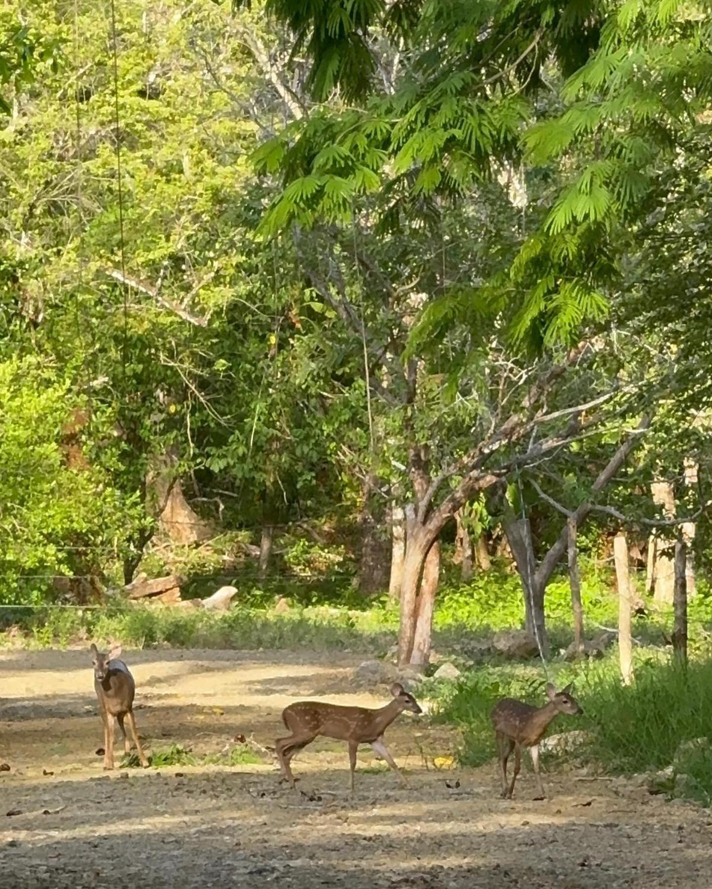Deer House Cabuya Daire Cabuya  Dış mekan fotoğraf